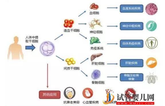 郑州56岁助孕-新的干细胞疗法延长了身患绝症的动物的生命(图1)
