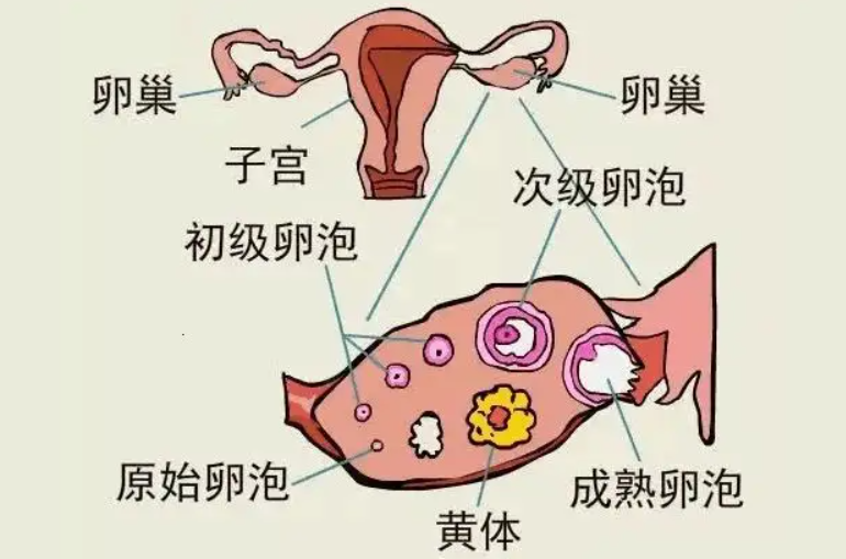 芜湖供卵助孕生小孩-下调注射后卵泡大小不均匀，这些原因都会导致卵泡发育不均匀。(图1)