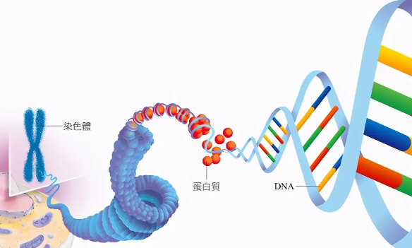 惠州三代供卵机构：第三代试管婴儿能排除精神疾病吗？是的，由于染色体结构不正常。(图2)