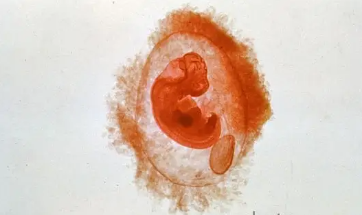 唐山a卵b怀中介-成功饲养8c胚胎囊胚的概率，你可以用它来确定如何饲养囊胚才算成功(图1)