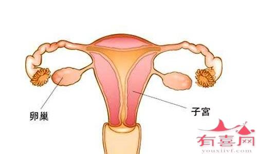 佛山卵子库-没有子宫和卵巢的女性会怎样？